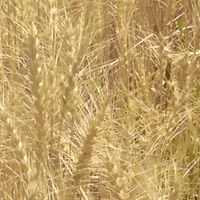 هفده هکتار زمین کشاورزی آبی بارانی|فروش زمین و ملک کلنگی|تهران, مشیریه|دیوار