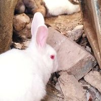 فروش خرگوش خانگی|موش و خرگوش|بندر کنگان, |دیوار