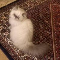 بچه گربه ی پرشین هیمالین چشم ابی|گربه|زنجان, |دیوار