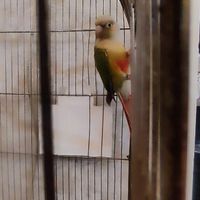 پرنده گرینچیک آناناسی نر|پرنده|کرج, طالقانی|دیوار