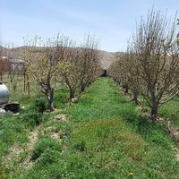 باغچه زمین ۳۴۵مترسندتکبرگ مشادر فیروزکوه دشت کلفور|فروش زمین و کلنگی|فیروزکوه, |دیوار