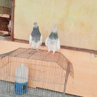 کوت عبدالله|پرنده|اهواز, کانتکس|دیوار