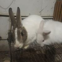 دوتا خرگوش ماده|موش و خرگوش|اصفهان, زینبیه|دیوار