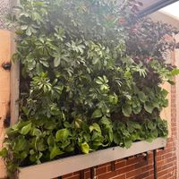 گرینوال طبیعی گرین وال طبیعی دیوار سبز طبیعی|گل و گیاه طبیعی|تهران, المهدی|دیوار