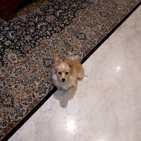 دوعدد سگ تربیت شده شناسنامه دار|سگ|اصفهان, مهرآباد|دیوار