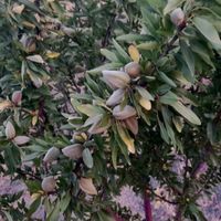 باغ بادام ۶۰۰تا درخت|فروش زمین و کلنگی|تهران, باغ رضوان|دیوار