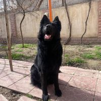 سگ نر ژرمن بلک شولاین|سگ|مشهد, صیاد شیرازی|دیوار