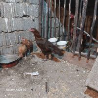 مرغ لاری|حیوانات مزرعه|رودسر, |دیوار