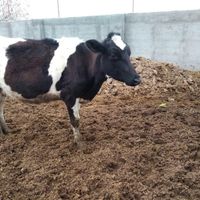 دو راس گاو شیری فروشی زیرکوه|حیوانات مزرعه|قاسم‌آباد (خواف), |دیوار