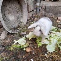 خرگوش لوپ نر|موش و خرگوش|قائم‌شهر, |دیوار