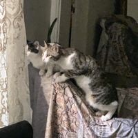 واگذاری دو بچه گربه نر و ماده|گربه|تهران, هروی|دیوار