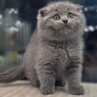 بچه گربه اسکاتیش بلو کاراملی|گربه|شیراز, فرهنگ شهر|دیوار