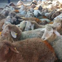 گوسفند زنده زیر نظرشهرداری تهران همراه باقصاب|حیوانات مزرعه|تهران, شهرک غزالی|دیوار