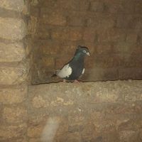 کبوتر دم سیاه|پرنده|اقبالیه, |دیوار