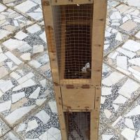 قفس کبوتر|لوازم جانبی مربوط به حیوانات|زاهدان, |دیوار