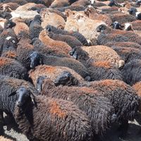 گوسفند بره نر میش بره ماده زنده با لیبل دامپزشک|حیوانات مزرعه|کرج, گوهردشت|دیوار