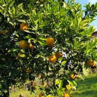 باغ پرتقال(تامسون)|فروش زمین و کلنگی|گلوگاه, |دیوار