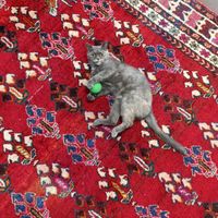 گربه ماده اسکاتیش بلو کرم کمیاب آماده جفتگیری|گربه|تهران, افسریه|دیوار