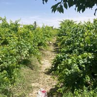 باغ و باغچه/۴۲۰متر/سندتک برگ|فروش زمین و ملک کلنگی|تهران, شهرک ولیعصر|دیوار