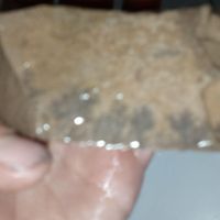 فسیل|کلکسیون و سرگرمی|تهران, جی|دیوار