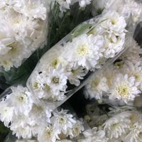گل داوودی مینیاتور|گل و گیاه طبیعی|مشهد, ارشاد|دیوار