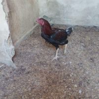 مرغ خروس لاری بفروش میرسد|حیوانات مزرعه|تنکمان, |دیوار