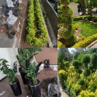 خدمات باغبانی هرسکاری و تعویض خاک گلدون در منزل|خدمات باغبانی و درختکاری|تهران, سعادت‌آباد|دیوار