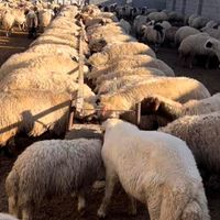 کاروانسرای افشار عرضه بره و گوسفند نر شبانه روزی|حیوانات مزرعه|تهران, یافت‌آباد|دیوار