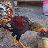 مرغ و خروس لاری|حیوانات مزرعه|قم, کلهری|دیوار