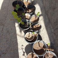 نهال انگور|گل و گیاه طبیعی|مشهد, بهمن|دیوار