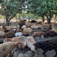 گوسفند بره نر میش بره ماده زنده با لیبل دامپزشک|حیوانات مزرعه|کرج, گوهردشت|دیوار