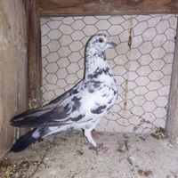 کبوتر فروشی|پرنده|اصفهان, آزادان|دیوار