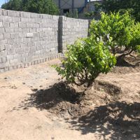 باغچه انگوری ۵۰۰متری ۱۲ساله با آب موتورخانه شهریار|فروش زمین و کلنگی|تهران, شادآباد|دیوار