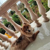 سگ نژاد پامسکی توله|سگ|تهران, اباذر|دیوار