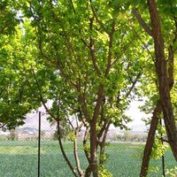 باغ میوه خوراسگان|فروش زمین و کلنگی|اصفهان, ارداجی|دیوار
