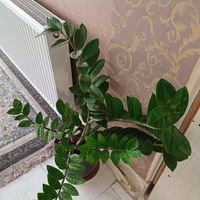 گیاه بابا آدم و زاموفیلیا|گل و گیاه طبیعی|اصفهان, ناژوان|دیوار