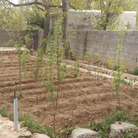 فروش باغ ۴۰۰متری روستای ارگ|فروش زمین و ملک کلنگی|بجنورد, |دیوار