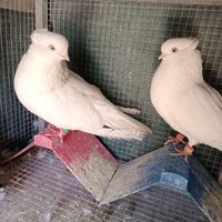 کبوتر چش و‌نوک سفید مور|پرنده|اصفهان, عاشق‌آباد|دیوار