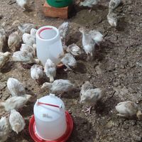 جوجه بوقلمون|حیوانات مزرعه|گرگان, |دیوار