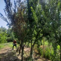 باغچه ۲۵۰ متری در فیروز بهرام  باغ اسد نژاد|فروش زمین و کلنگی|تهران, شهرک طالقانی|دیوار