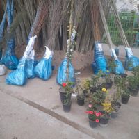 فروش انواع نهال صنوبر|خدمات باغبانی و درختکاری|یاسوج, |دیوار
