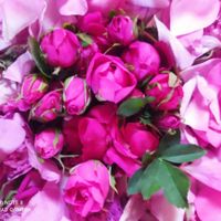 نهال گل محمدی نژاداردهالی|خدمات باغبانی و درختکاری|اصفهان, سنبلستان|دیوار