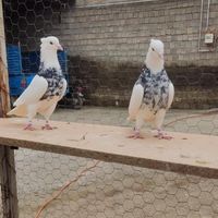 فروش کبوتر طوقی|پرنده|بوکان, |دیوار
