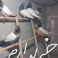 کلدم پُر نرو ماده|پرنده|گرمسار, |دیوار