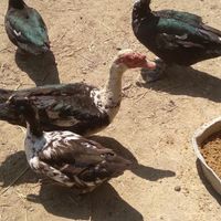 اردک اسرائیلی|حیوانات مزرعه|سیاهکل, |دیوار