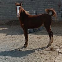 کره مادیون..سهراب خان بابایی|اسب و تجهیزات اسب سواری|اصفهان, درچه|دیوار