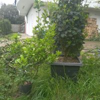 شمشاد سبز و طلایی سطل ۴|خدمات باغبانی و درختکاری|چابکسر, |دیوار