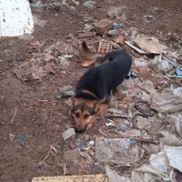سگ ژرمن گم شده|حیوانات|زرند, |دیوار