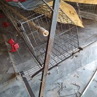 قفس مرغ تخمگذار منبری سه طبقه|لوازم جانبی مربوط به حیوانات|تهران, خلیج فارس|دیوار