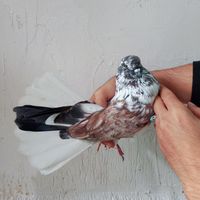کبوتر تیرماهی وسنگین پرش|پرنده|بابل, |دیوار